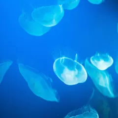 Cómo la contaminación y la falta de depredadores afectan la proliferación de medusas