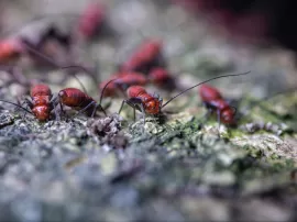 Hormigas En El Coche Significado