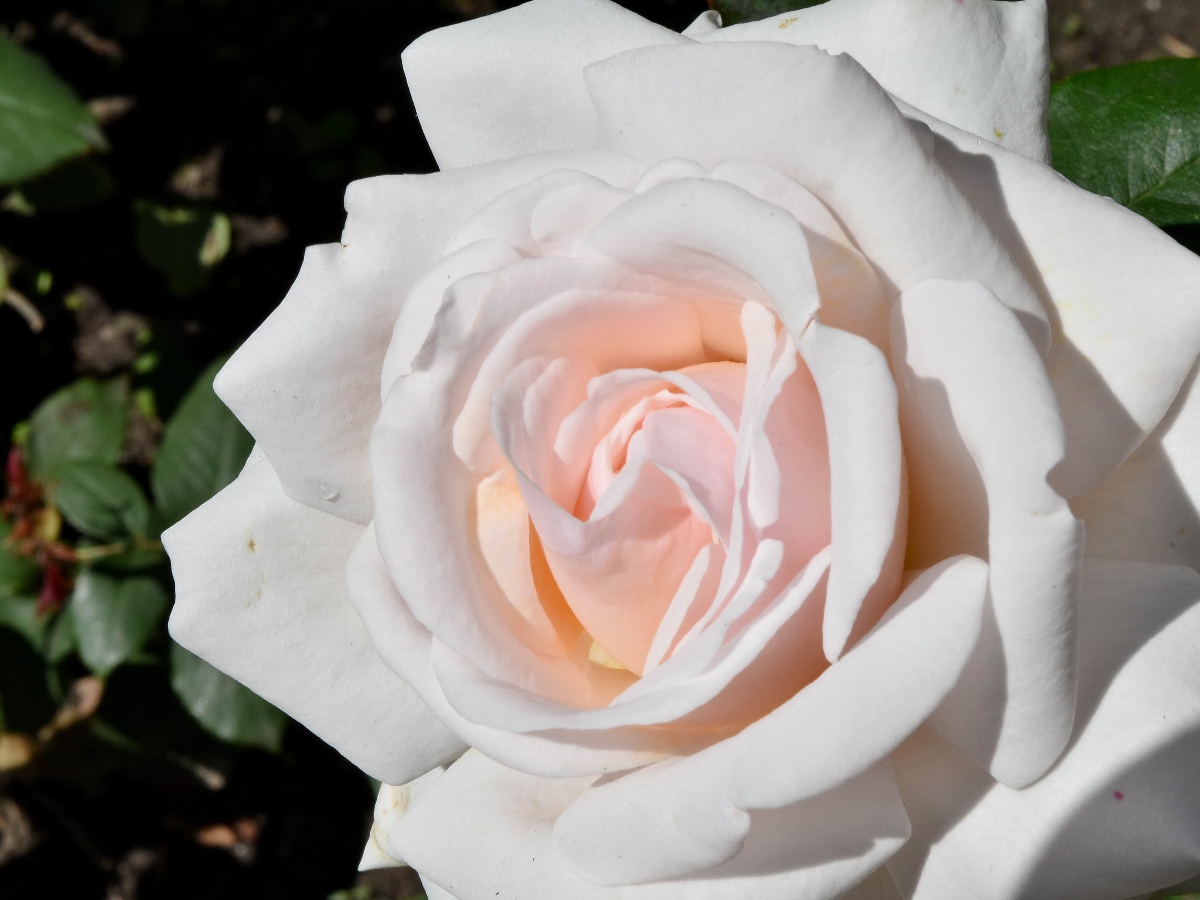 Rosa inglesa blanca